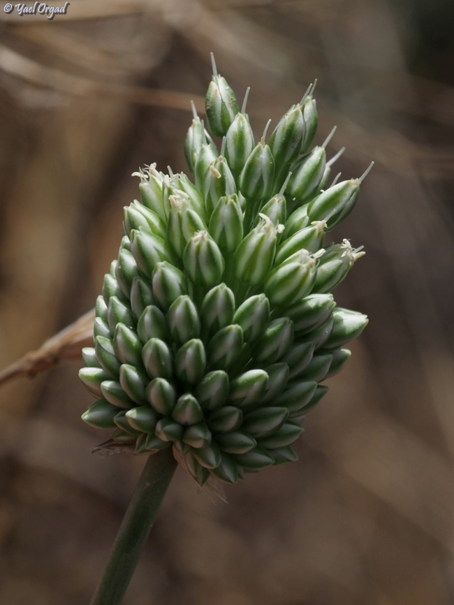 Allium curtum ssp. palaestinum  Allium curtum palaestinum,Allium curtum ssp palaestinum,Geotagged,Israel,Spring