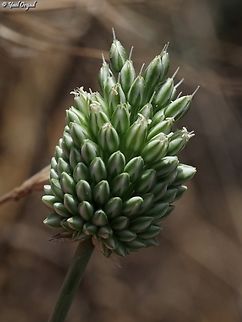 Allium curtum ssp. palaestinum  Allium curtum palaestinum,Allium curtum ssp palaestinum,Geotagged,Israel,Spring