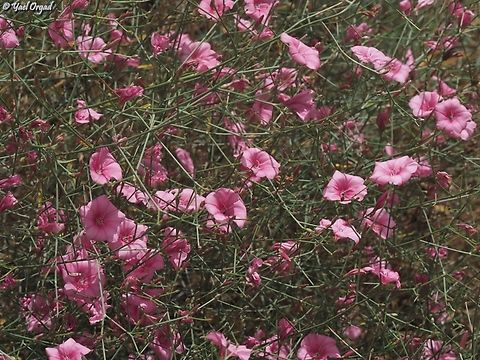 Convolvulus dorycnium  Convolvulus dorycnium,Geotagged,Israel,Splendid Bindweed,Spring