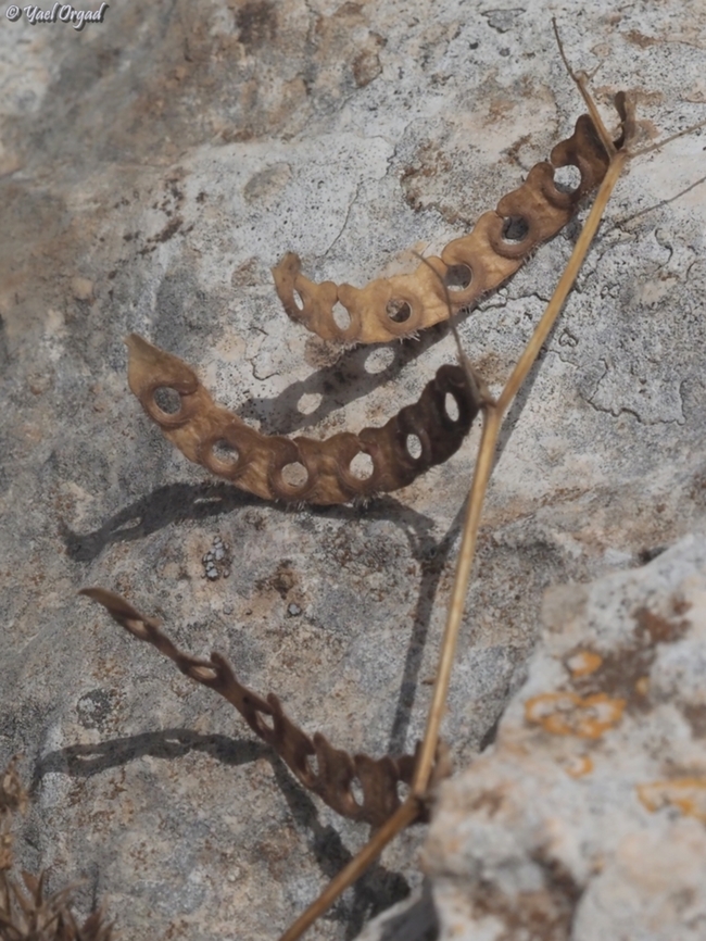 Hippocrepis unisiliquosa  Geotagged,Hippocrepis unisiliquosa,Israel,One-flowered Horseshoe-Vetch,Spring