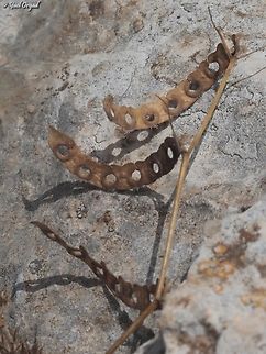 Hippocrepis unisiliquosa  Geotagged,Hippocrepis unisiliquosa,Israel,One-flowered Horseshoe-Vetch,Spring