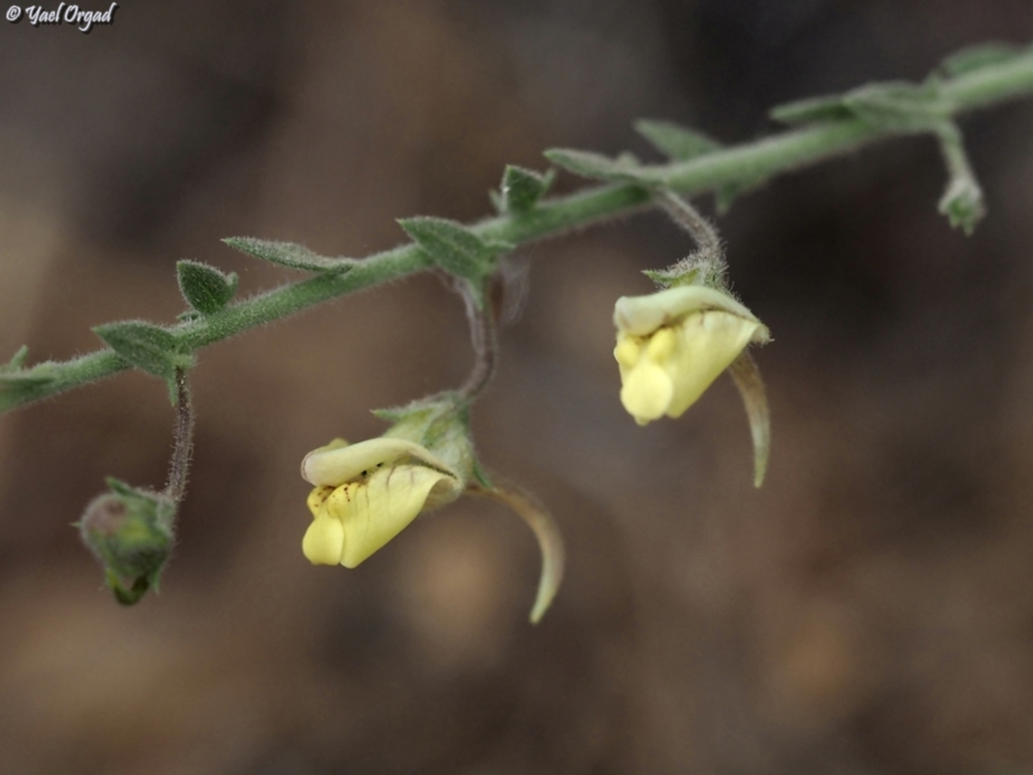 Kickxia aegyptiaca  Geotagged,Israel,Kickxia aegyptiaca,Spring