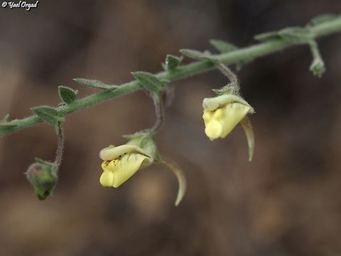 Kickxia aegyptiaca  Geotagged,Israel,Kickxia aegyptiaca,Spring