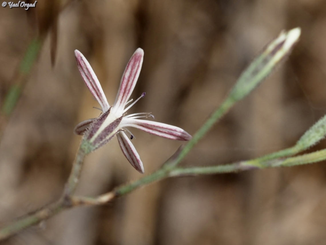 Petrorhagia zoharyana the underside of the petals has dark red stripes Geotagged,Israel,Petrorhagia zoharyana,Spring
