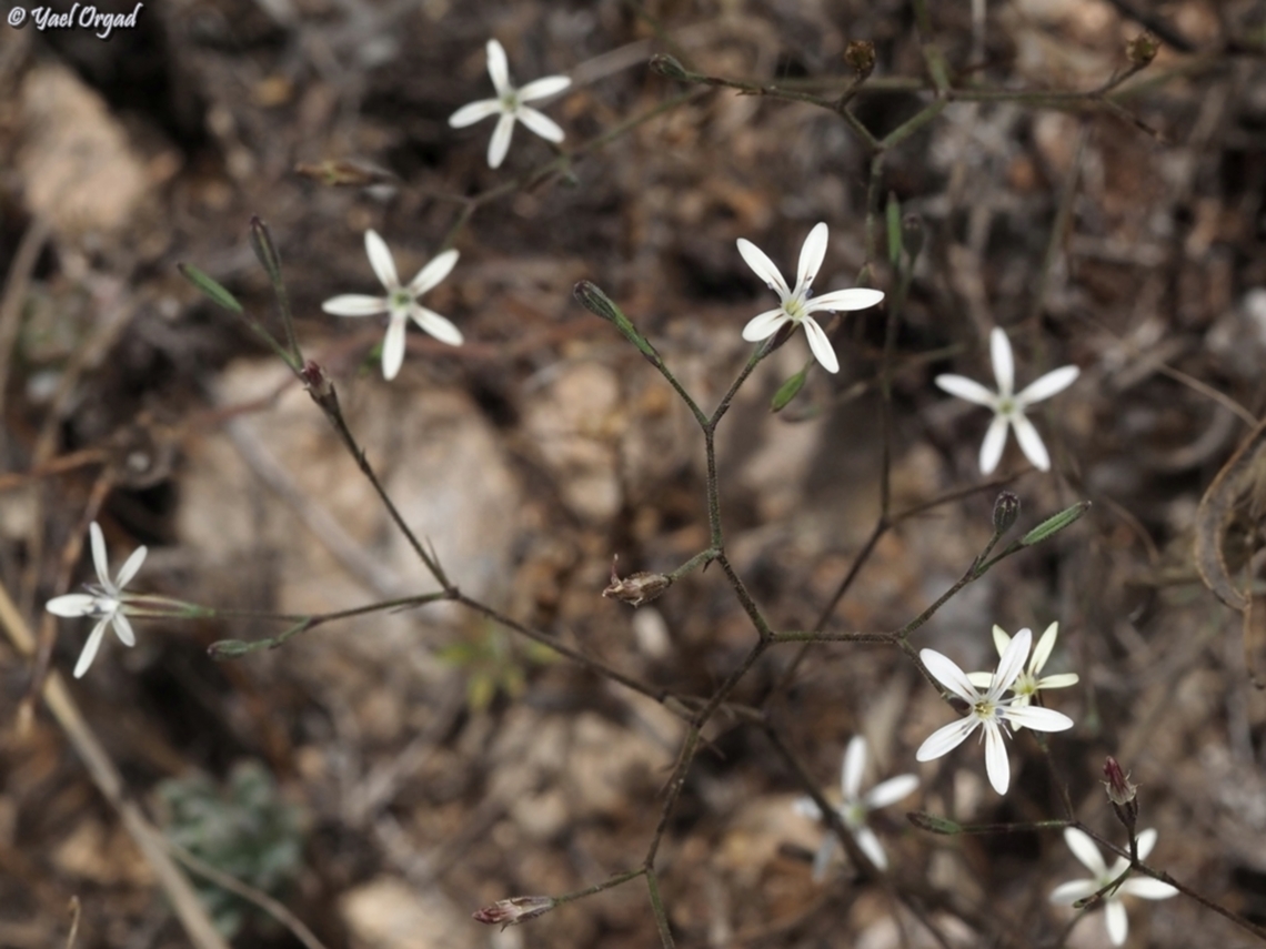 Petrorhagia zoharyana  Geotagged,Israel,Petrorhagia zoharyana,Spring