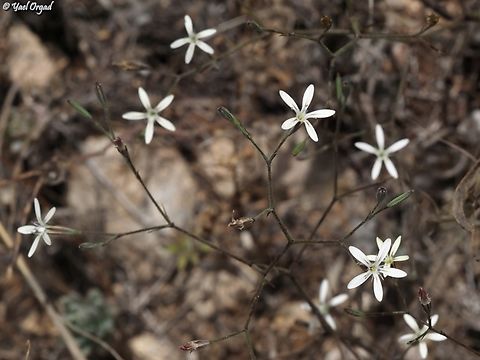 Petrorhagia zoharyana  Geotagged,Israel,Petrorhagia zoharyana,Spring