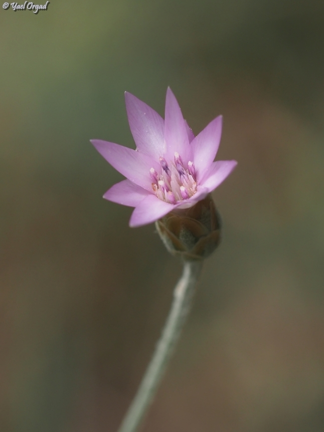 Xeranthemum cylindraceum  Geotagged,Israel,Spring,Xeranthemum cylindraceum