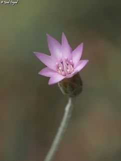 Xeranthemum cylindraceum  Geotagged,Israel,Spring,Xeranthemum cylindraceum