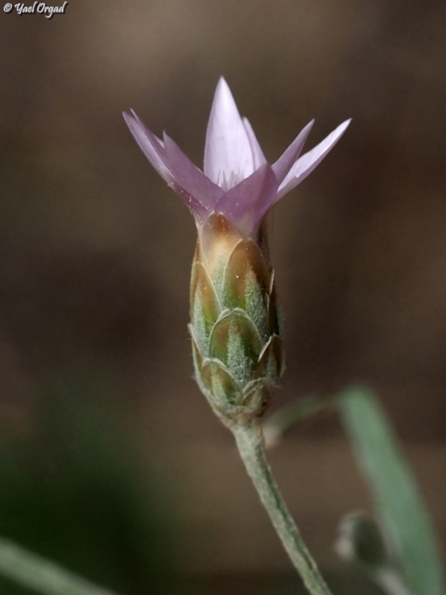 Xeranthemum cylindraceum  Geotagged,Israel,Spring,Xeranthemum cylindraceum