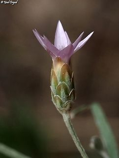 Xeranthemum cylindraceum  Geotagged,Israel,Spring,Xeranthemum cylindraceum