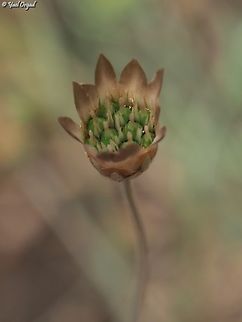 Xeranthemum cylindraceum  Geotagged,Israel,Spring,Xeranthemum cylindraceum