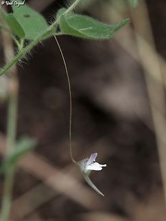 Kickxia cirrhosa  Geotagged,Israel,Kickxia cirrhosa,Spring