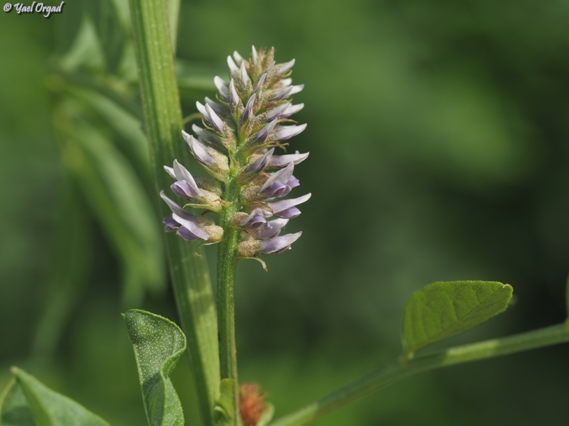 Glycyrrhiza echinata  Geotagged,Glycyrrhiza echinata,Israel,Spring