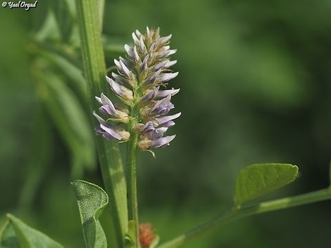 Glycyrrhiza echinata  Geotagged,Glycyrrhiza echinata,Israel,Spring