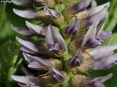 Glycyrrhiza echinata  Geotagged,Glycyrrhiza echinata,Israel,Spring