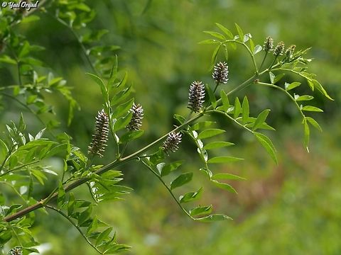 Glycyrrhiza echinata  Geotagged,Glycyrrhiza echinata,Israel,Spring