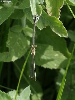 Platycnemis dealbata  Geotagged,Israel,Ivory Featherleg,Platycnemis dealbata,Spring