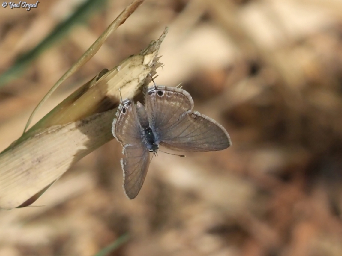 Leptotes pirithous  Geotagged,Israel,Lang's Short-tailed Blue,Leptotes pirithous,Spring
