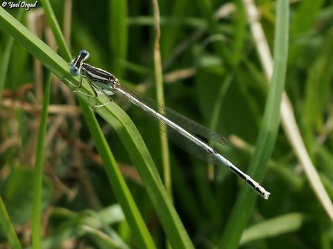 Platycnemis dealbata  Geotagged,Israel,Ivory Featherleg,Platycnemis dealbata,Spring