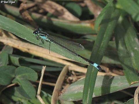 ischnura elegans  Blue-tailed damselfly,Geotagged,Ischnura elegans,Israel,Spring