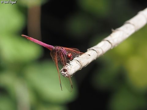 Trithemis Annulata  Geotagged,Israel,Spring,Trithemis annulata,Violet dropwing