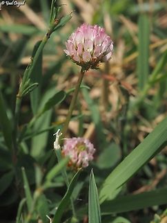 Trifolium fragiferum  Geotagged,Israel,Spring,Strawberry Clover,Trifolium fragiferum