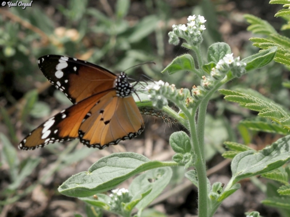 Danaus chrysippus  Danaus chrysippus,Geotagged,Israel,Plain Tiger  African Queen,Spring