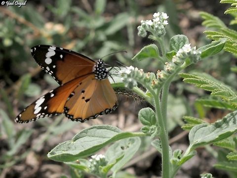 Danaus chrysippus  Danaus chrysippus,Geotagged,Israel,Plain Tiger  African Queen,Spring