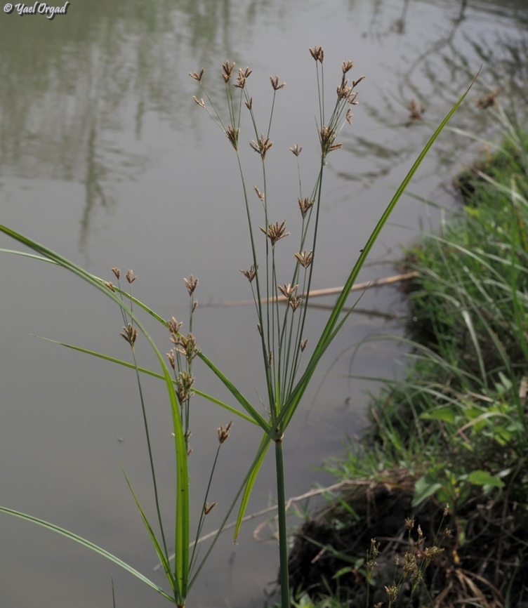 Cyperus longus  Cyperus longus,Geotagged,Israel,Spring