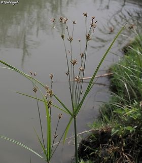 Cyperus longus  Cyperus longus,Geotagged,Israel,Spring
