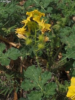 Solanum rostratum - invasive in Israel  Geotagged,Israel,Solanum rostratum,Spring