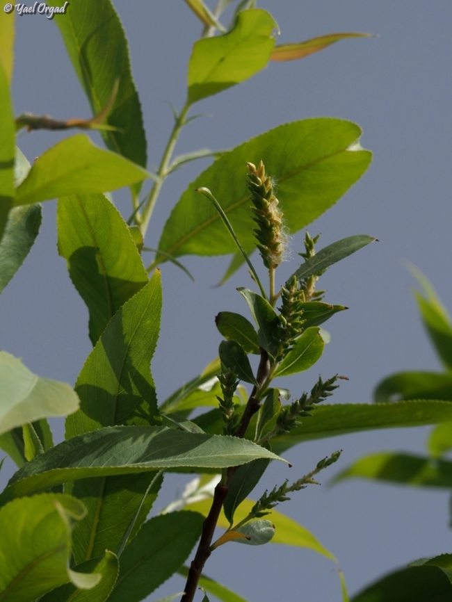 Salix acmophylla  Geotagged,Israel,Salix acmophylla,Spring,salix acmophylla