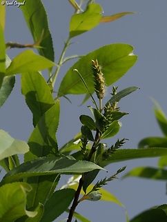 Salix acmophylla  Geotagged,Israel,Salix acmophylla,Spring,salix acmophylla