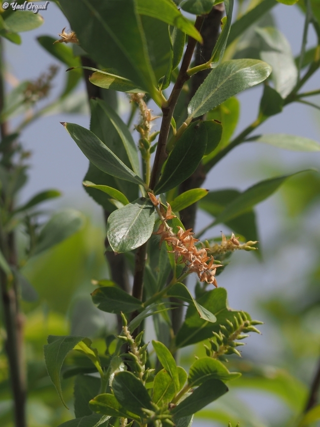 Salix acmophylla  Geotagged,Israel,Salix acmophylla,Spring,salix acmophylla