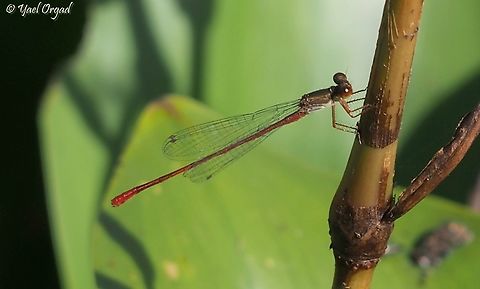 Ceriagrion georgifreyi My first encounter with this species - a red damselfly! and then I find out it is an endangered species...  Ceriagrion georgifreyi,Geotagged,Israel,Summer