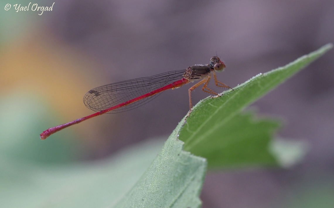 Ceriagrion georgifreyi  Ceriagrion georgifreyi,Geotagged,Israel,Summer