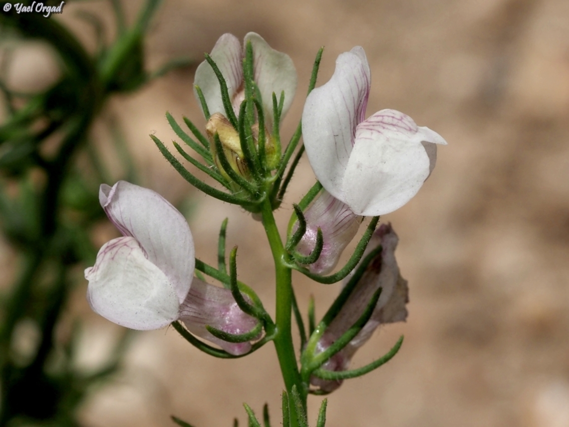 Misopates calycinum  Geotagged,Israel,Misopates calycinum,Spring