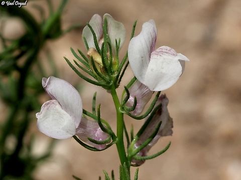 Misopates calycinum  Geotagged,Israel,Misopates calycinum,Spring