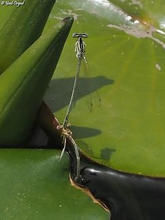 Platycnemis dealbata  Geotagged,Israel,Ivory Featherleg,Platycnemis dealbata,Spring