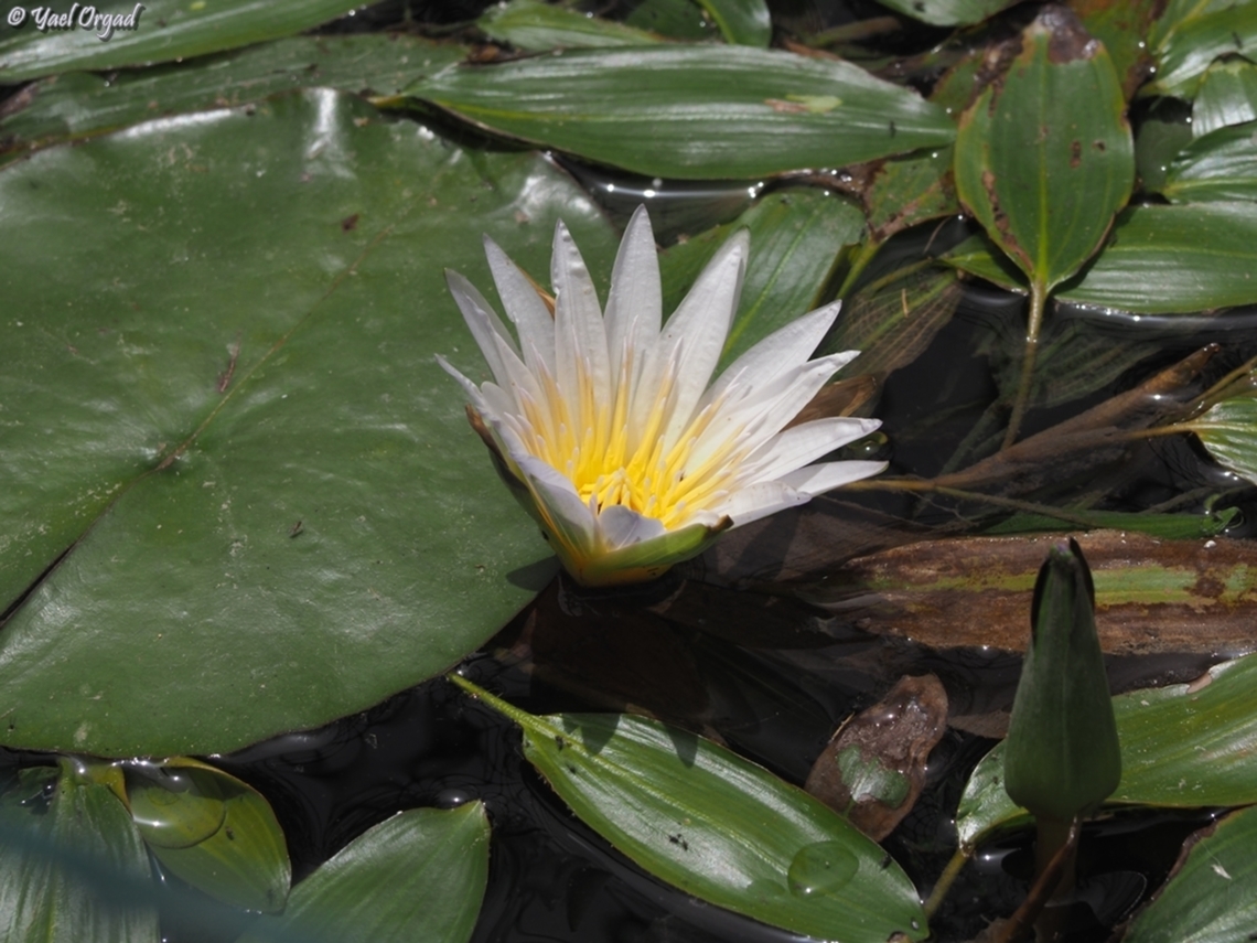 Nymphaea nouchali  Day Waterlily,Geotagged,Israel,Nymphaea nouchali,Spring