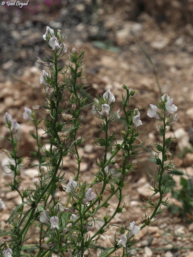 Misopates calycinum  Geotagged,Israel,Misopates calycinum,Spring
