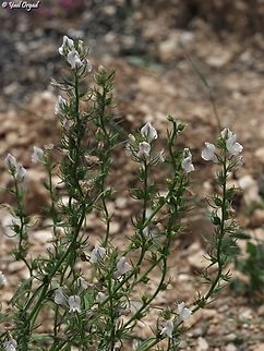 Misopates calycinum  Geotagged,Israel,Misopates calycinum,Spring