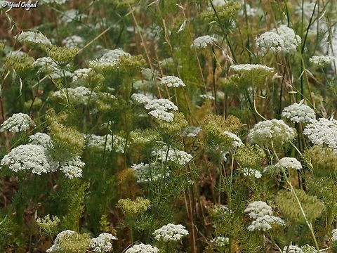 Daucus aureus  Daucus aureus,Geotagged,Israel,Spring