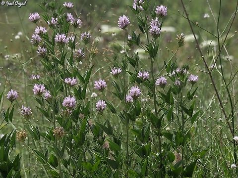 Bituminaria palaestina  Bituminaria palaestina,Geotagged,Israel,Spring