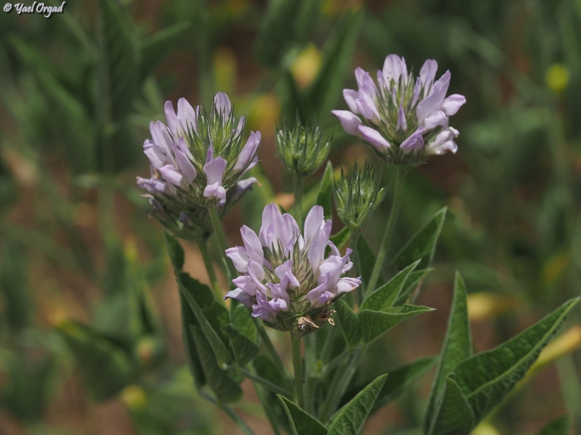 Bituminaria palaestina  Bituminaria palaestina,Geotagged,Israel,Spring