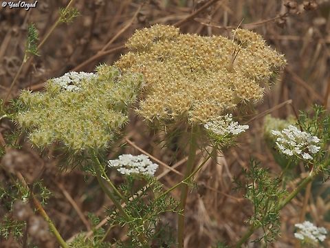 Daucus aureus  Daucus aureus,Geotagged,Israel,Spring