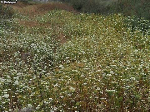 Daucus aureus  Daucus aureus,Geotagged,Israel,Spring