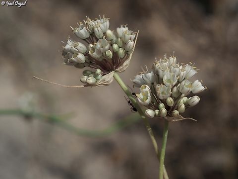 Allium pallens  Allium pallens,Geotagged,Israel,Spring