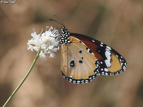 Danaus chrysippus  Danaus chrysippus,Geotagged,Israel,Plain Tiger  African Queen,Spring