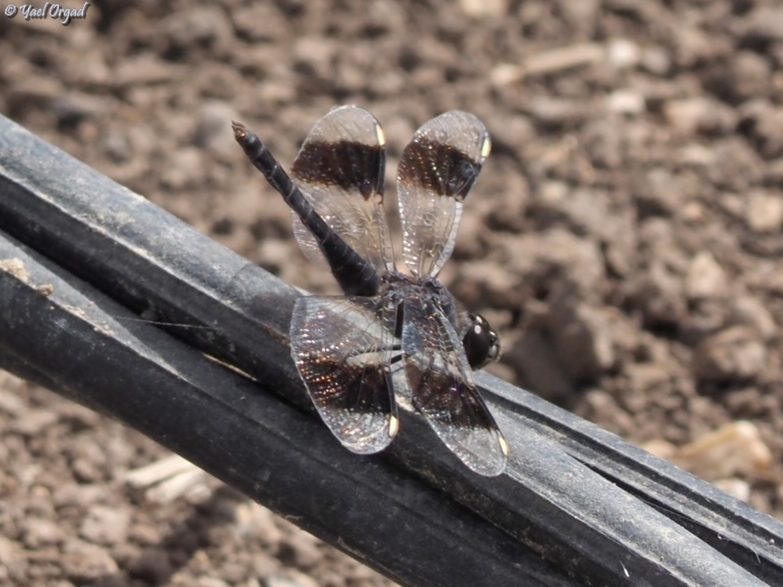 Brachythemis impartita  Brachythemis impartita,Geotagged,Israel,Northern Banded Groundling,Spring